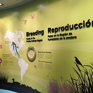 Bird House - Waterfowl Aviary