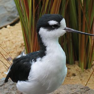 Bird House - Waterfowl Aviary - Black-necked Stilt