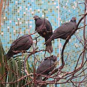 Bird House - Songbird Aviary - Band-tailed Pigeon