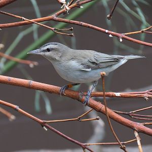 Bird House - Songbird Aviary - Red-eyed Vireo