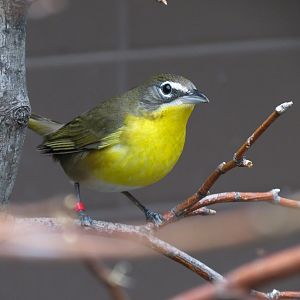 Bird House - Songbird Aviary - Yellow-breasted Chat