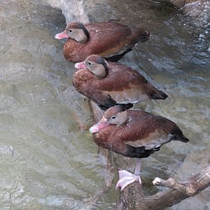 Bird House - Songbird Aviary - Black-bellied Whistling Duck