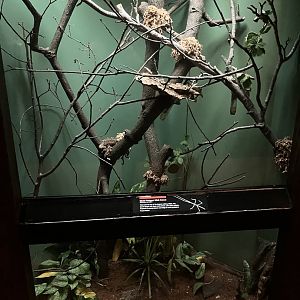 Jungleworld- Giant Malayan Walking Stick Exhibit