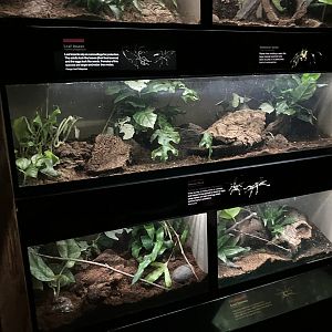 Jungleworld - Terrariums