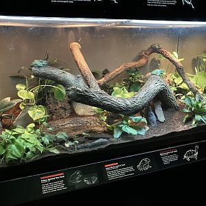 Jungleworld - Yellow Spotted Tree Toad/Asian Black-Spined Toad/Black-Breasted Leaf Turtle Exhibit