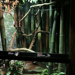 Jungleworld - Prehensile-Tailed Skink Exhibit