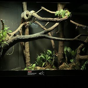 Jungleworld - Carpet Python Exhibit