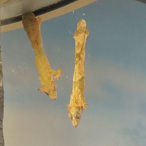 leaf tail gecko species