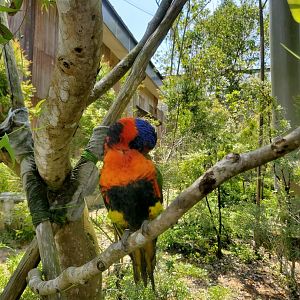 Red-collared lorikeet