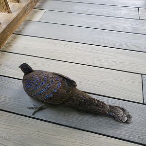 Germain's peacock pheasant