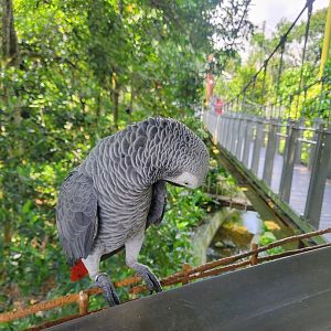 African grey parrot