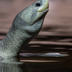 Northern river terrapin (Batagur baska)