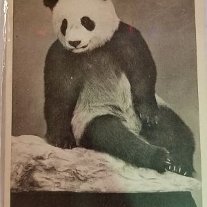 "Su Lin" (Giant panda)