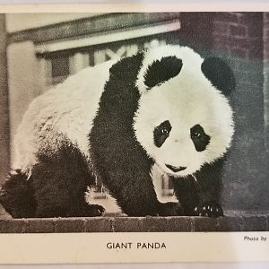 "Baby"/"Ming" (Giant panda)