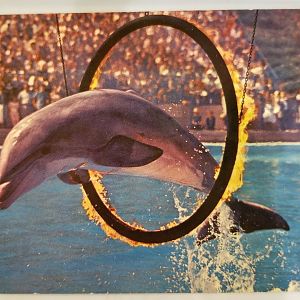 Common bottlenose dolphin