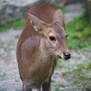 Hog Deer