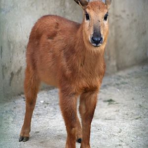 Red Goral (Naemorhedus baileyi)