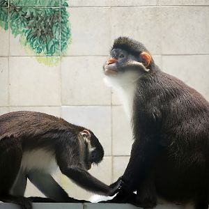 Orange-nosed Red-tailed Monkey (Cercopithecus ascanius whitesidei)