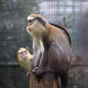 Mona Monkey (Cercopithecus mona), Female and Juvenile