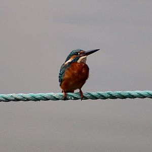 Common Kingfisher (Alcedo atthis)