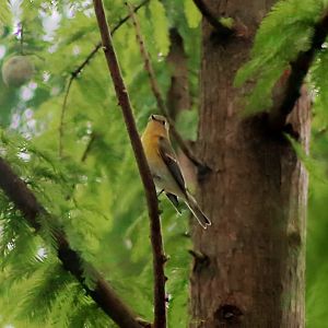 Mugimaki Flycatcher (Ficedula mugimaki)
