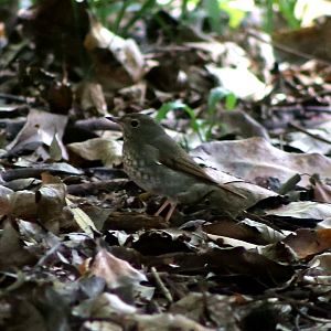 Rufous-tailed Robin (Larvivora sibilans)