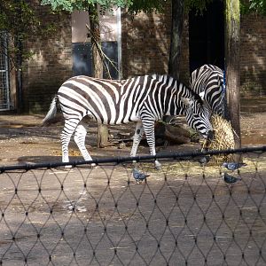 Plains zebra