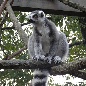 Ring-tailed lemur