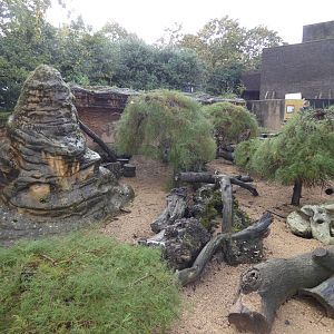 Dwarf mongoose enclosure