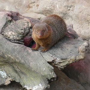 Dwarf mongoose