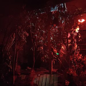 Senegal galago enclosure