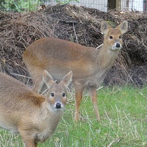 Chinese water deer