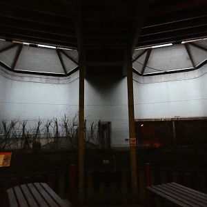 Babirusa indoor enclosure