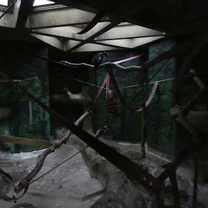 Diana monkey indoor enclosure