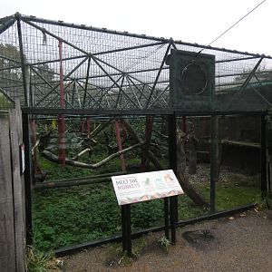 Diana monkey outdoor enclosure