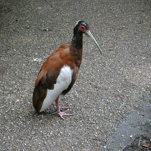 Madagascan crested ibis