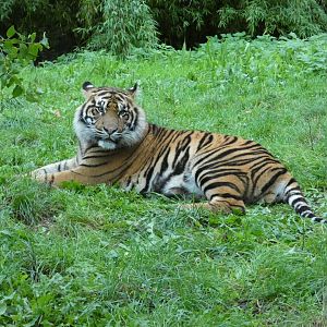 Sumatran tiger