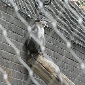 White-naped mangabey