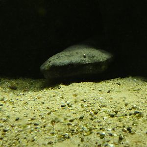 Chinese giant salamander