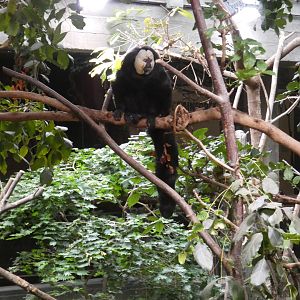 White-faced saki monkey