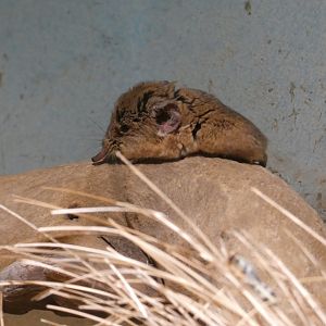 Round-eared elephant shrew