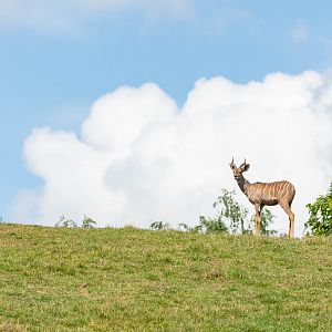 Southern lesser kudu (Tragelaphus imberbis australis) - 07/21