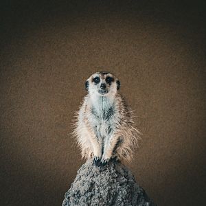Meerkat