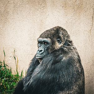 Gorilla