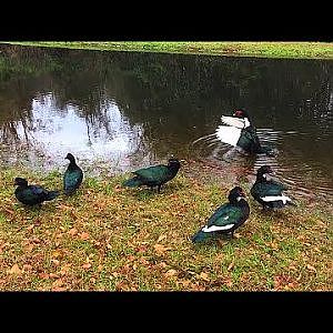 Making Memories With Muscovies - YouTube