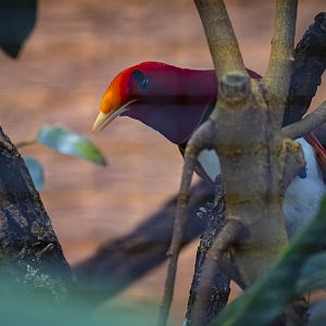 King bird-of-paradise (cicinnurus regius) 10/23