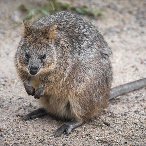 Quokka (setonix brachyurus) 10/23