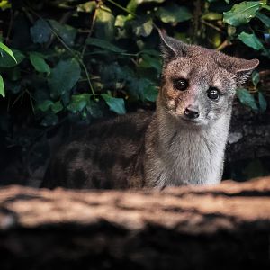 Spotted fanaloka (fossa fossana) 10/23