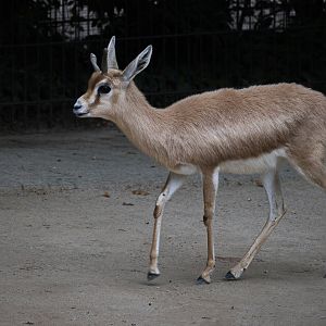 Saharan dorcas (gazella dorcas osiris) 10/23