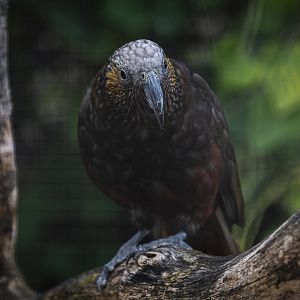 Northern kaka (nestor meridionalis septentrionalis) 10/23